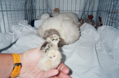 Chicks chicks