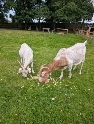Goats scraps