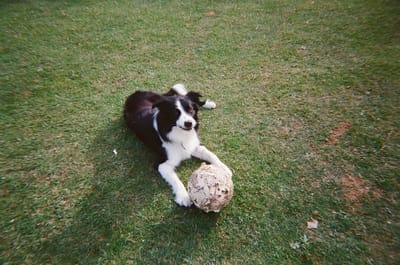 Max
